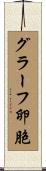 グラーフ卵胞 Scroll