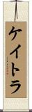 ケイトラ Scroll