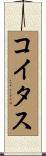 コイタス Scroll