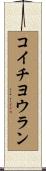 コイチヨウラン Scroll