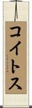 コイトス Scroll