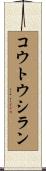コウトウシラン Scroll