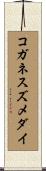 コガネスズメダイ Scroll