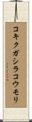 コキクガシラコウモリ Scroll