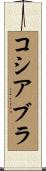 コシアブラ Scroll