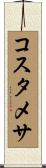 コスタメサ Scroll