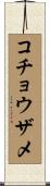 コチョウザメ Scroll