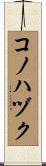 コノハヅク Scroll
