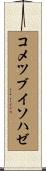 コメツブイソハゼ Scroll