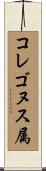 コレゴヌス属 Scroll