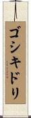 ゴシキドリ Scroll