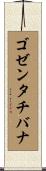 ゴゼンタチバナ Scroll