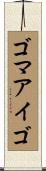 ゴマアイゴ Scroll