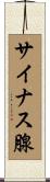 サイナス腺 Scroll