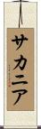 サカニア Scroll