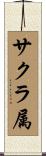 サクラ属 Scroll