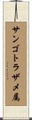 サンゴトラザメ属 Scroll