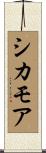 シカモア Scroll