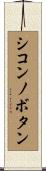 シコンノボタン Scroll