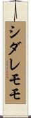 シダレモモ Scroll