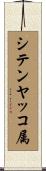 シテンヤッコ属 Scroll