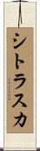 シトラスカ Scroll