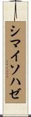 シマイソハゼ Scroll