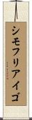 シモフリアイゴ Scroll