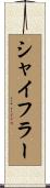 シャイフラー Scroll