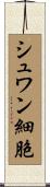 シュワン細胞 Scroll