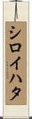 シロイハタ Scroll