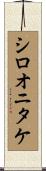 シロオニタケ Scroll