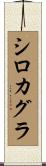 シロカグラ Scroll