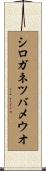 シロガネツバメウオ Scroll