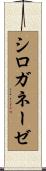 シロガネーゼ Scroll