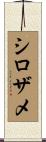 シロザメ Scroll