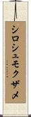シロシュモクザメ Scroll
