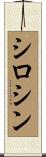 シロシン Scroll