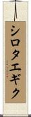 シロタエギク Scroll