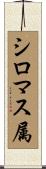 シロマス属 Scroll