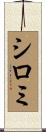 シロミ Scroll