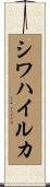 シワハイルカ Scroll