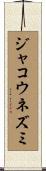 ジャコウネズミ Scroll