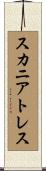 スカニアトレス Scroll