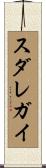スダレガイ Scroll