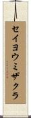 セイヨウミザクラ Scroll