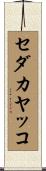セダカヤッコ Scroll