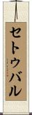 セトゥバル Scroll