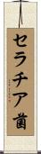 セラチア菌 Scroll