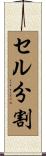 セル分割 Scroll